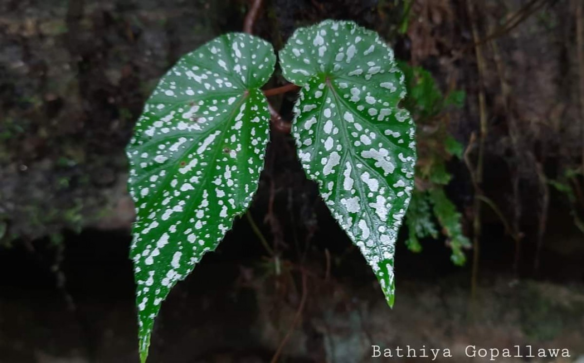 Begonia dipetala Graham